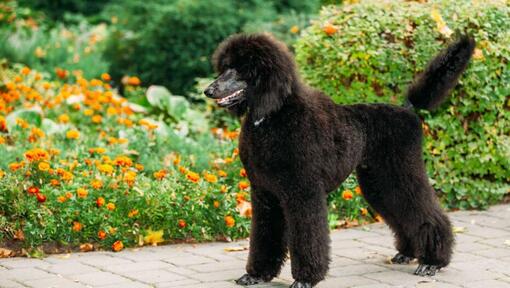 Informasi Ras Anjing Poodle Standard | Purina